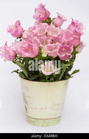 Campanula campanula (Campanula formanekiana) piante in fiore in un vaso su sfondo bianco Foto Stock