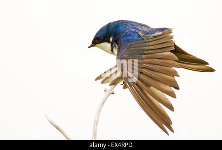 Tree Swallow (Tachycineta bicolore) stretching con ali stese in direzioni opposte, seduto su un ramo Foto Stock