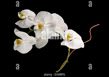 White Orchid fiorisce su sfondo nero Foto Stock