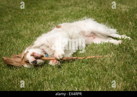 Mandy, un adulto Cavalier King Charles Spaniel, giacente in erba masticare con soddisfazione su un bastone Foto Stock