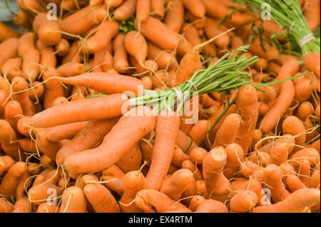 Cataste di carote organico a un mercato di agricoltori in Issaquah, Washington, Stati Uniti d'America Foto Stock