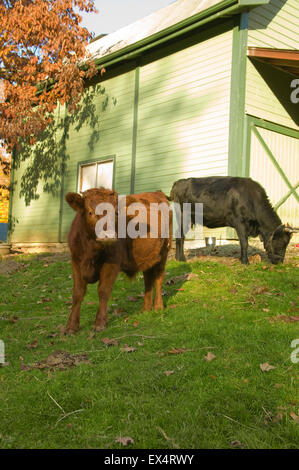 3/4 Dexter baby Red cow denominato Gilly, e la mucca nera che è la metà di Kerry e metà Dexter denominato Brigid, in Snoqualmie, Washington Foto Stock