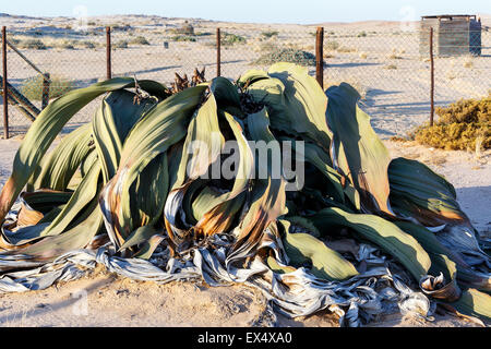 Splendido esempio di Welwitschia mirabilis è stimato a più di 1500 anni,Erongo, Namibia, incredibile deserto impianto, liv Foto Stock