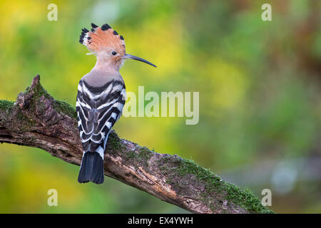 Upupa (Upupa epops), maschio, Toscana, Italia Foto Stock