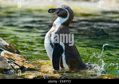 Magellanic Penguin (Spheniscus magellanicus), captive Foto Stock