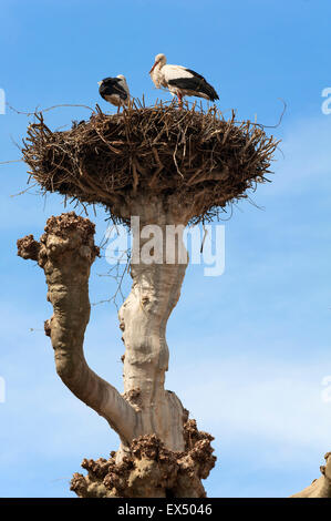 Due Cicogna bianca (Ciconia ciconia) in un nido su un ramo di un piano di taglio tree (Platanus occidentalis), Parc de l'Orangerie Foto Stock