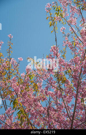 Fioritura di albero di albicocche Foto Stock