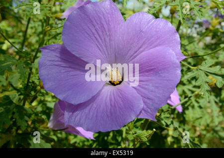 Close up di Blu lilla fiori di ibisco malvaceae Alyogyne huegelii Foto Stock