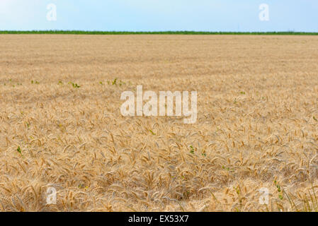 Campo di grano maturati nel periodo estivo Foto Stock