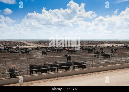 Carni bovine Feedyard vicino a North Platt, Nebraska, STATI UNITI D'AMERICA Foto Stock