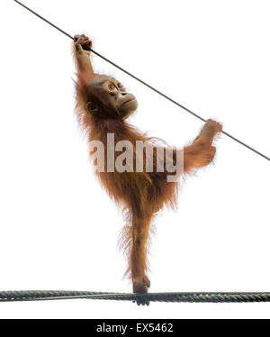 Baby orangutan in piedi su una corda in un divertente pongono, isolato su bianco Foto Stock