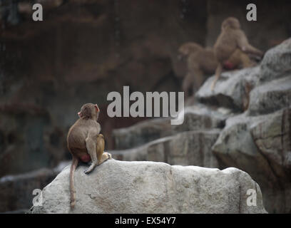 Baby scimmia del babbuino Hamadryas seduto in una triste e solitaria pongono Foto Stock
