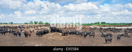 Carni bovine Feedyard vicino a North Platt, Nebraska, STATI UNITI D'AMERICA Foto Stock