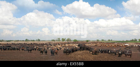 Carni bovine Feedyard vicino a North Platt, Nebraska, STATI UNITI D'AMERICA Foto Stock