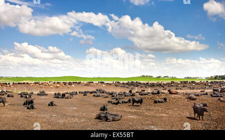 Carni bovine Feedyard vicino a North Platt, Nebraska, STATI UNITI D'AMERICA Foto Stock