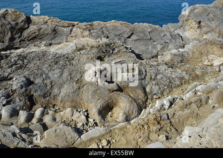 Foresta fossile nelle vicinanze Lulworth Cove rimane pietrificato di un 140 milion anno vecchi ceppi di alberi Foto Stock