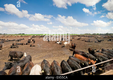 Carni bovine Feedyard vicino a North Platt, Nebraska, STATI UNITI D'AMERICA Foto Stock