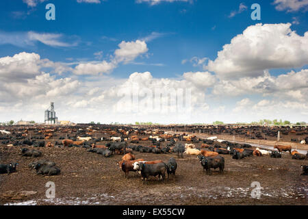 Carni bovine Feedyard vicino a North Platt, Nebraska, STATI UNITI D'AMERICA Foto Stock