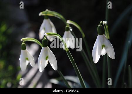 Snowdrops (Galanthus) in un giardino inglese confine. Foto Stock