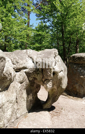 L'Elefante, massi di arenaria, bouldering, arrampicata, arrampicata su roccia, circuiti a Fontainebleau, Francia. Foto Stock