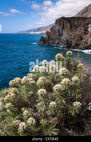 ESP, Spagna, Canarie, l'isola di La Palma, della costa ovest a Punta il banco a nord di las Indias. ESP, Spanien, Kanarische Foto Stock