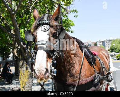 Carrozza a cavalli in Victoria British Columbia Foto Stock