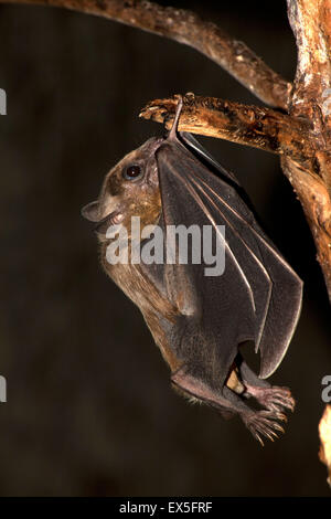 Frutta egiziana bat (Rousettus aegyptiacus) Foto Stock
