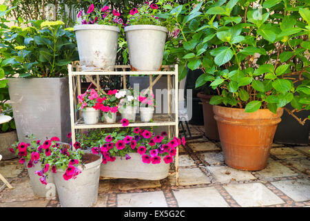 Vasi di fiori di petunia in un cortile con giardino. Foto Stock