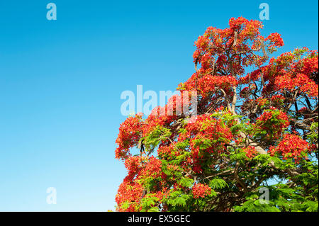 Fiori rossi del flamboyant flame tree contro blu luminoso cielo tropicale Foto Stock