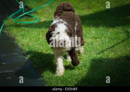 Acqua spagnolo cucciolo di cane passeggiando per il giardino in estate Foto Stock