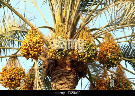 Data palm con grappoli di ripe date, Al Markh, Regno del Bahrein Foto Stock