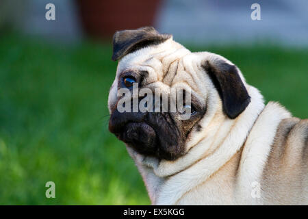 Ritratto di carino cane Pug bianco animale domestico con viso dolente, visi calamari, occhi buggy, canina rugosa a Southport, Merseyside, Regno Unito Foto Stock