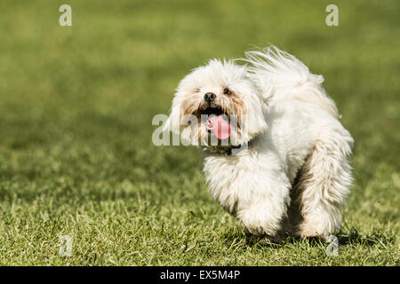 Lhasa Apso probabile croce di malta Foto Stock