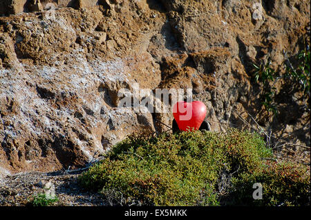 Frigate Bird - Galapagos - Ecuador Foto Stock