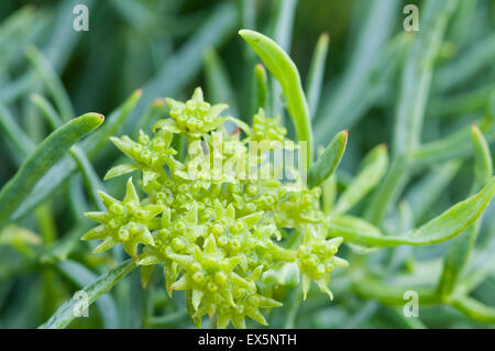 Fiori di Rock Samphire sotto le scogliere a Eastbourne, East Sussex Foto Stock