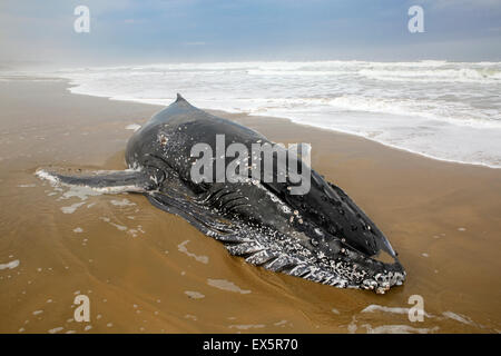 Bambino morto Humpback Whale sulla spiaggia. Dopo alaggio stesso tentativi di salvataggio non riuscito eventualmente dovuta alla grande da surf Foto Stock