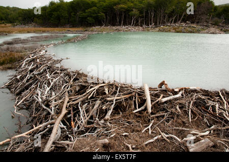 Beaver Dam - Tierra Del Fuego - Argentina Foto Stock