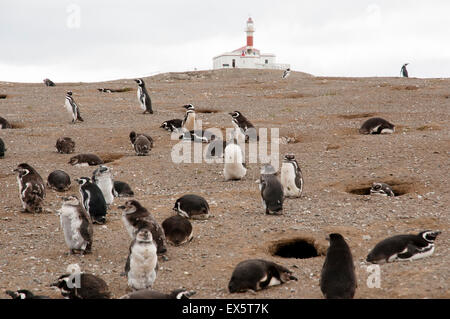 Penguins - Isola di Magdalena - Cile Foto Stock