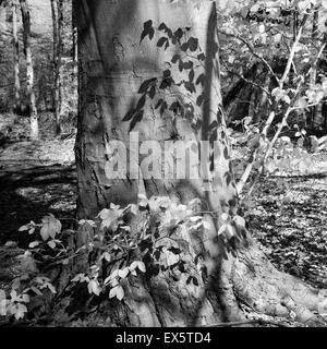 Fotografia in bianco e nero di faggio in pezzata ombra in primavera su Cannock Chase AONB Foto Stock