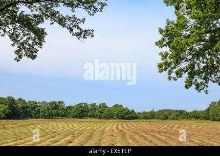 Scorcio su un falciati hayfield su un giorno di estate Foto Stock