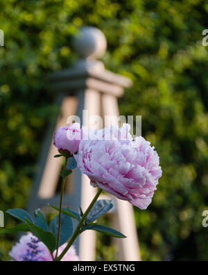 Dettaglio di un rosa peonia (Paeonia) Foto Stock