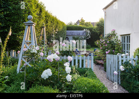 Peonie e siepe di bosso in country garden Foto Stock