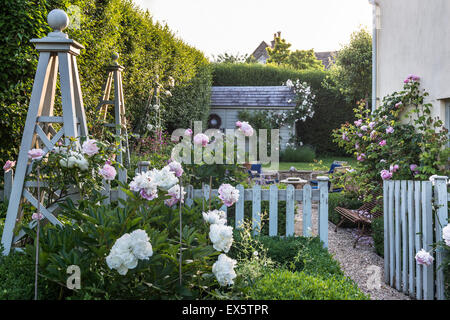 Peonie e siepe di bosso in country garden Foto Stock