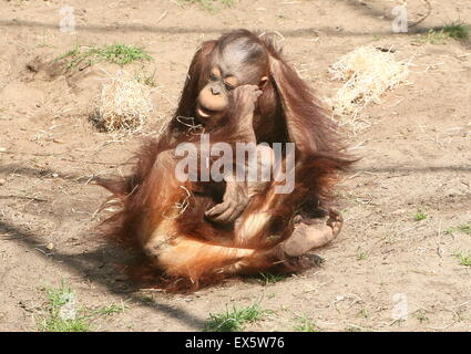 Giovane maschio Bornean orangutan (Pongo pygmaeus) combattere gli uni con gli altri e di wrestling Foto Stock