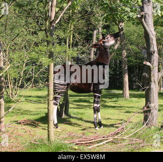 Africa centrale Okapi o "foresta giraffe' (Okapia johnstoni) alimentazione su foglie Foto Stock