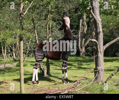 Femmina Africana Centrale Okapi (Okapia johnstoni) alimentazione su foglie, stretching al collo Foto Stock