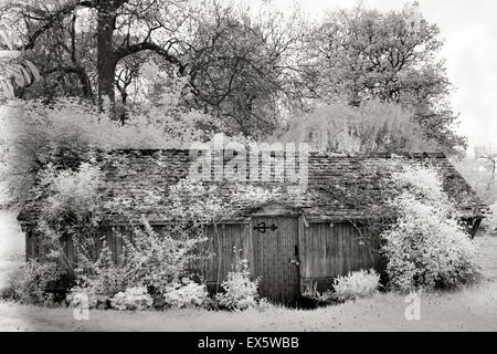 Fotografia in bianco e nero del parco inglese Cannock Chase AONB Area di eccezionale bellezza naturale in Inghilterra Staffordshire REGNO UNITO Foto Stock