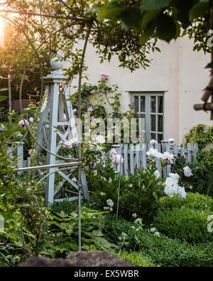 Le peonie (Paeonia) e siepe di bosso in country garden Foto Stock