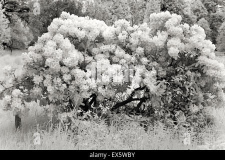 Fotografia in bianco e nero del parco inglese Cannock Chase AONB Area di eccezionale bellezza naturale in Staffordshire Inghilterra Foto Stock