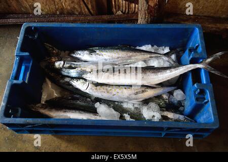 Sierra pesce - Porto di Puerto Pizarro. Dipartimento di Tumbes .PERÙ Foto Stock